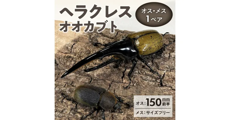 【ふるさと納税】カブトムシ ヘラクレス 1ペア オス 150mm前半 メス サイズフリー 昆虫 成虫 生体 ヘラクレスオオカブト 王様 福岡県 久留米市 かぶとむし養殖工房ダイナステスPlus 虫 累代飼育 幼虫管理飼育 養殖 お取り寄せ 福岡県 久留米市 送料無料