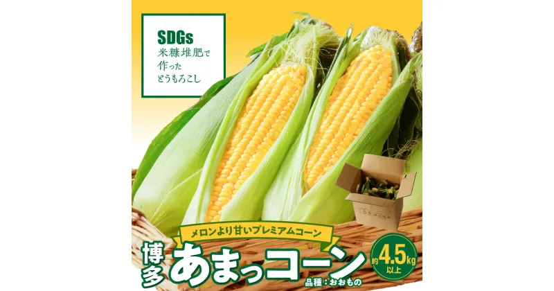 【ふるさと納税】【先行予約】 2025年6月より順次出荷 とうもろこし 博多あまっコーン おおもの 約 4.5kg 以上 10本 ～ 15本 プレミアムコーン 粒が大きい 食べ応え 美味しい 糖度 野菜 お取り寄せ 福岡県 久留米市 送料無料