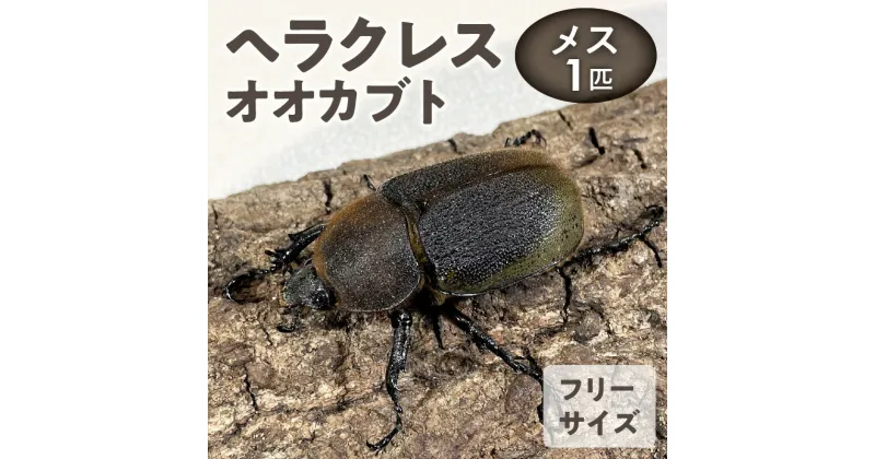 【ふるさと納税】ヘラクレスオオカブト カブトムシ ヘラクレス メス サイズフリー 福岡県 久留米市 虫 昆虫 成虫 生体 累代飼育 養殖 かぶとむし養殖工房ダイナステスPlus お取り寄せ 送料無料