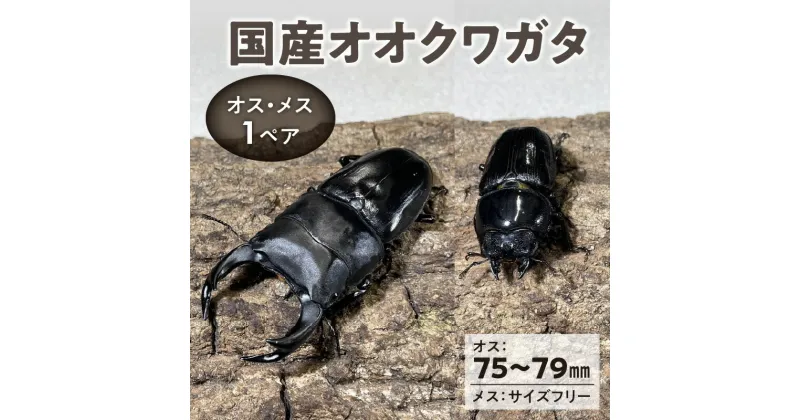 【ふるさと納税】【国産オオクワガタ】 オス（75mm～79mm）・メス（サイズフリー）1ペア 生体 2024年 6 ～ 7月 孵化 新成虫 簡易容器 発泡スチロール 段ボール 保冷剤 保温剤 梱包 福岡県 久留米市 かぶとむし養殖工房ダイナステスPlus 送料無料