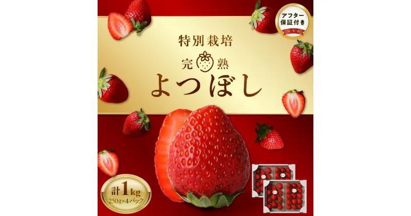 【ふるさと納税】池田農園 特別栽培 完熟 よつぼし 250g×4パック 濃厚 甘い 安心安全 栄養価が高い 福岡エコ農産物 いちご 果物 フルーツ ゆりかーご お取り寄せ 贈り物 福岡県 久留米市 送料無料