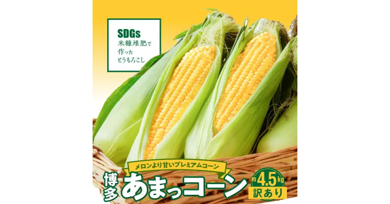 【ふるさと納税】先行予約 産地直送 2025年6月より順次出荷 とうもろこし 訳あり 4.5kg 約 12本 ～ 20本 メロンより甘い 博多あまっコーン 久留米産 おおもの ご家庭用 プレミアムコーン 甘い 平均糖度 20度 冷蔵配送 旬の味 野菜 酒見農産 お取り寄せ 久留米市 送料無料