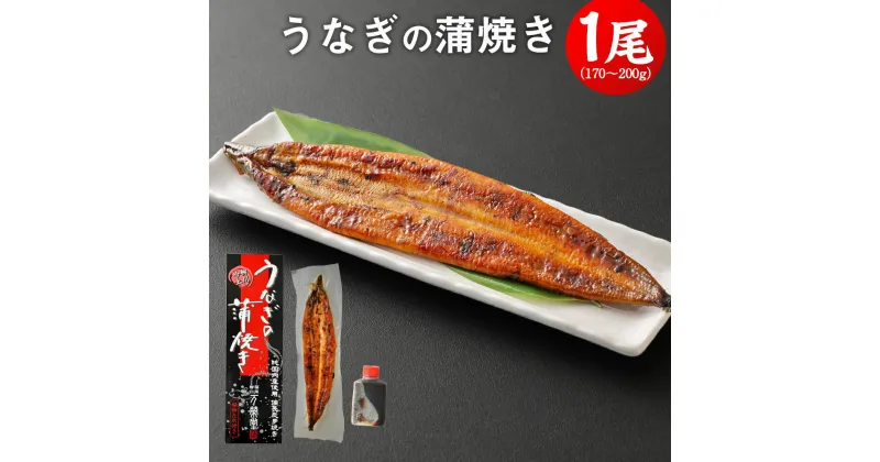 【ふるさと納税】定番！うなぎの蒲焼き 1尾 170〜200g 鰻 国産 うなぎ ウナギ 蒲焼き うな丼 うな重 国内産 国産 土用丑の日 冷凍 九州 送料無料