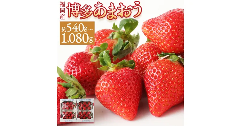 【ふるさと納税】いちご あまおう 約540g(約270g×2パック)/約1kg(約270g×4パック) 選べる内容量 イチゴ 苺 果物 くだものフルーツ 福岡県産 九州産 送料無料【2024年12月上旬～2025年1月下旬、2025年1月下旬～3月下旬に順次発送予定】